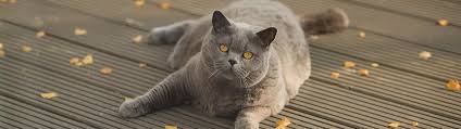Also top cat products, gift ideas and cat info every cat here are some fun cat pictures to get you into the summer time mood. How To Get Rid Of Cat Urine Smell Outside Simple Green