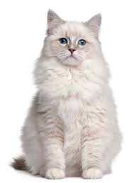 Browse through these male white cat names and pick the one that sounds the best to you. White Cat Names 200 Best Names For Your Snowball