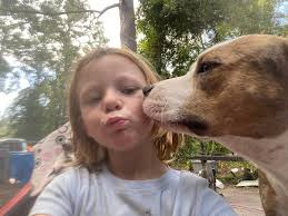 Found brown pitbull with white face mark near Dixie Plantation