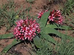 Image result for Ammocharis coranica