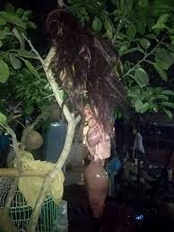 Padahal sebenarnya permukaan kertas tersebut rata dan pensil hanya diletakkan begitu saja di atasnya. Hantu Penanggal Buletin Info 1 Malaysia Global Facebook