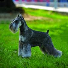 Black miniature schnauzers available first round of vaccines, dewormed, docked tail. Miniature Schnauzer Dog Breed Profile Petfinder