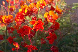 As far as we know, no one has ever been sent up for this offense, nor have there ever been, that we are aware of, turf struggles between elements of the criminal underclass. Drought Tolerant Plants For The Arizona Garden