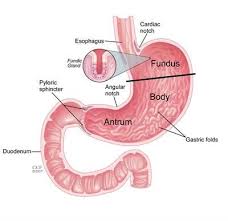 Gastroparesis Cleveland Clinic Gastroparesis Diagnosis Abdominal Surgery