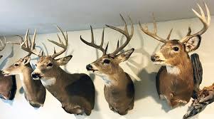 What Determines A Bucks Antler Color Qdma