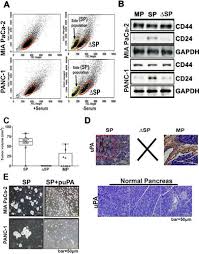 Mia ahmad, best known for being a movie actress, was born in malaysia on monday, february 22, 1988. Multifunctional Roles Of Urokinase Plasminogen Activator Upa In Cancer Stemness And Chemoresistance Of Pancreatic Cancer Molecular Biology Of The Cell
