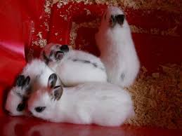 7 Steps Guide To Successful Netherlands Dwarf Rabbits Breeding