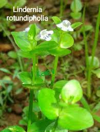 Image result for Lindernia monroi