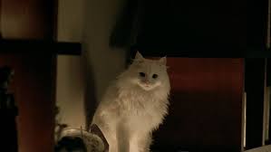 The encyclopedia about the killer tomatoes franchise!if you're interested in helping out, go ahead! The Alphabet Killer Alchetron The Free Social Encyclopedia