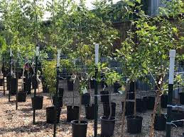 This nursery is just fantastic! Wide Selection Of Ennis Tx Fruit Trees