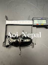Aoi_Nepal】超大型 90mm×56mm タランドゥスオオツヤクワガタ 幼虫4頭 ③