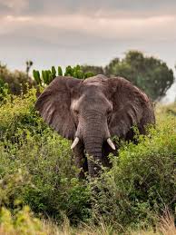 Elephant | WWF | World Wildlife Fund