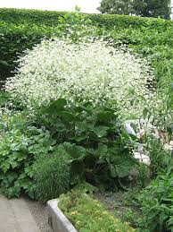 Image result for Crambe kilimandscharica