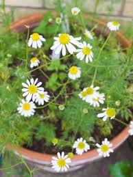 History and folklore chamomile was used in ancient egypt and was given as an offering to their gods. Chamomile Grow Guide