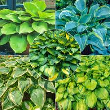 Dahlia tubers for sale, here at rivers dahlias. Hosta Plants For Sale Shop Hostas For Sale Michigan Bulb Company