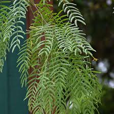 Image result for Prosopis glandulosa