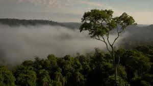 Selva paranaense propone un recorrido por uno de los refugios de vida silvestre más importantes del continente. Flora Y Fauna Capitulo 1 Selva Paranaense Narrado Por Norma Aleandro On Make A Gif