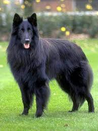 belgijskaya ovcharka gryunendal large dog breeds dog breeds pet dogs puppies