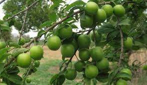 Meyve fidanı dikimi, aşılı fidan nasıl dikilir, fidan nasıl dikilir, fidan ne zaman dikilir meyve ağacı tohumları. 1 Donume Kac Erik Agaci Dikilir Vintage Billboard