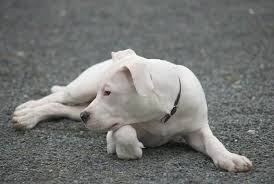 I offer tireless care for the puppies to ensure that each dog has a flawless musculoskeletal system and body structure. The Dogo Argentino Ultimate Breed Information Guide Your Dog Advisor