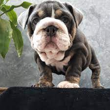 Blue tri color english bulldog price. Rare Color English Bulldog Blue Tri Triple Carrier From Chiang Mai English Bulldog Winfield 21 12 17 English Bulldog Bulldog Animals