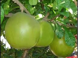 However, adding an additional miracle berry plant will drastically increase the size of your crop. Calabash Miracle Fruit Food Drinks Fresh Produce On Carousell
