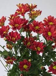 Daisy Chrysanthemum Mum Chrysanthemum Morifolium Pick Ontario Chrysanthemum Morifolium List Of Flowers Chrysanthemum