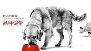 Find opening hours for pet transportation near your location and other contact details such as address, phone number, website. Royal Canin Bets On Asian Pet Markets China Pet Market