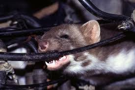 Maybe you would like to learn more about one of these? Pest Control Service