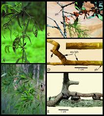 Image result for Tapinanthus dependens