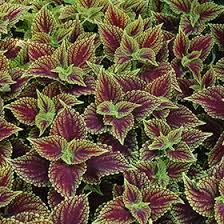 Image result for Coleus buchananii