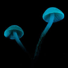 Image result for Strobilurus conigenoides