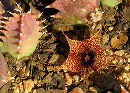 Image result for Huernia erectiloba