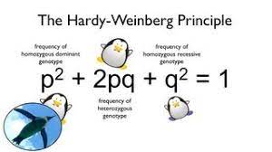 Compliance with initial order details. The Hardy Weinberg Principle Watch Your Ps And Qs Youtube