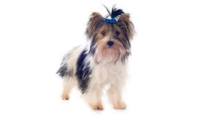 Biewer Terrier Dog Breed Pictures Characteristics Facts Yorkie, yorkies, yorkie puppies, yorkies pretoria, yorkies in gauteng, quality yorkie puppies, yorkie puppy, yorkie breeders, registered yorkie breeder, kusa registered, biewers, biewer puppies biewer terrier dog breed pictures