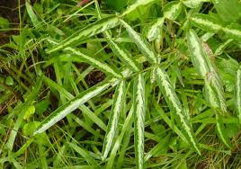 Image result for Uraria