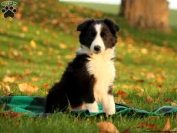 We have puppies available now. Border Collie Puppies For Sale In Ohio Petswall