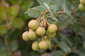 Image result for Maerua grantii