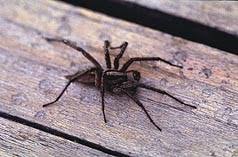 Call the poison control center or 911 for guidance. Spiders In The Home 5 512 Extension
