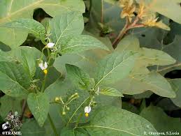Image result for Solanum torreanum