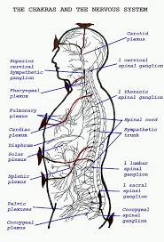 The Chakra System Siam Energy Therapies