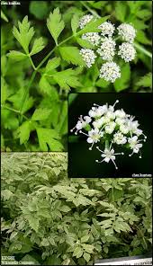 Image result for Oenanthe