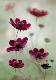Cosmos Choca Mocha Cosmos Atrosanguineus Chocamocha 12 Tall And Wide Even Smell Of Chocolate Often Grown Beautiful Flowers Flowers Chocolate Cosmos