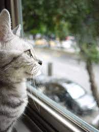 自然醒咖啡公寓 coffee shop cats animals