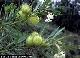 Image result for Gomphocarpus glaucophyllus