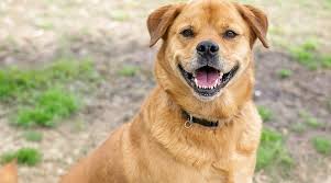 You can try consulting at the pet professional guild online on how you can find a trustworthy dog breeder in your. Labrador Retriever Mixes 51 Lab Crossbreeds With Pictures