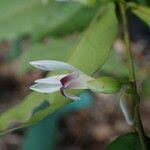 Image result for Carpolobia