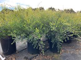 Image result for Leptospermum laevigatum