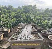 landscaping ficus aerial root bonsai tree,landscaping ficus ...