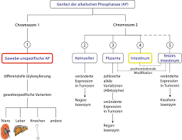 Phosphatase Alkalische Springerlink